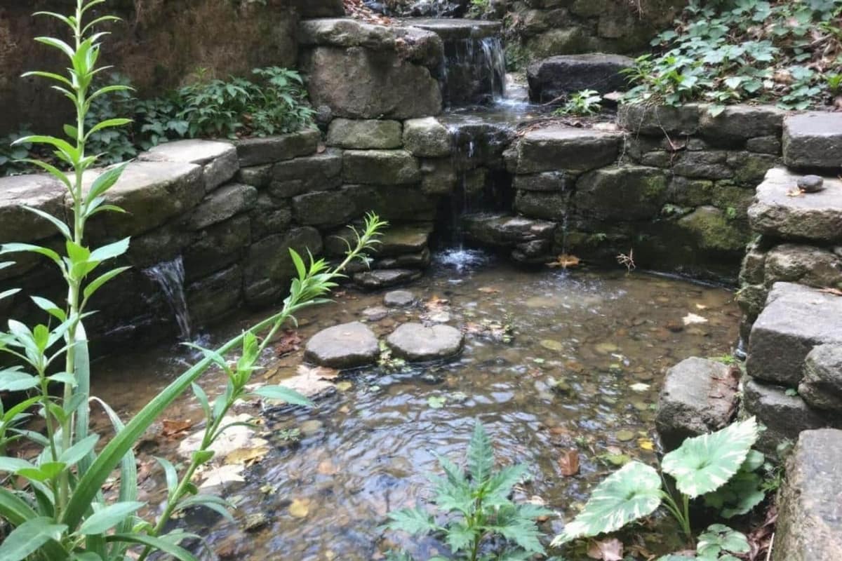 Goutte-à-goutte sous paillage dans un potager près d’un récupérateur d’eau