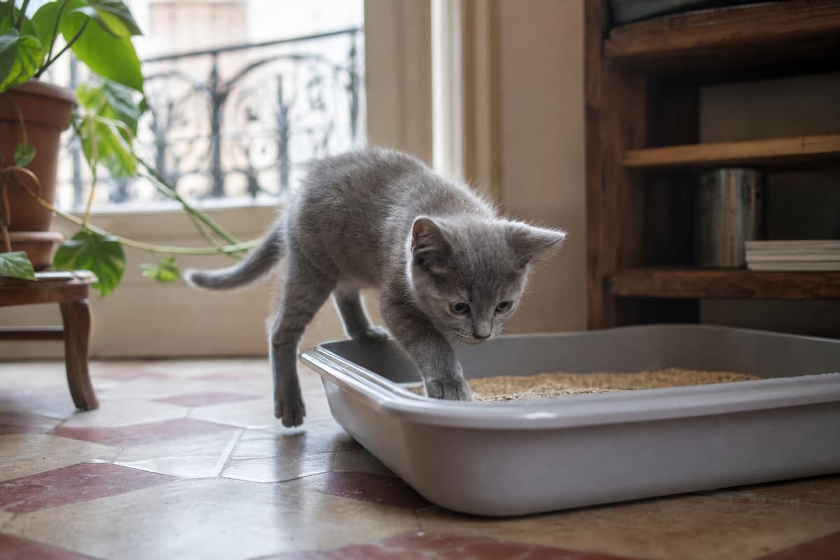 Chaton gris posant une patte dans un bac à litière à rebords bas
