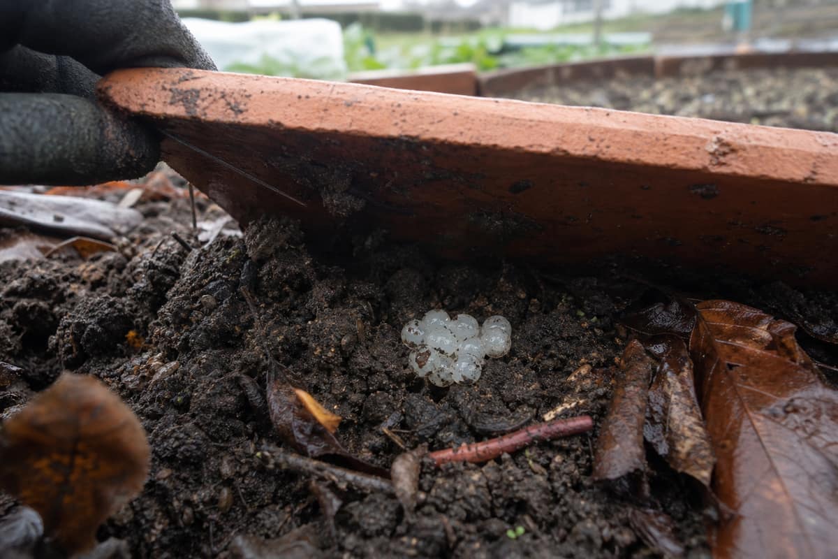 Amas translucide d’œufs de limaces sous une tuile dans un potager