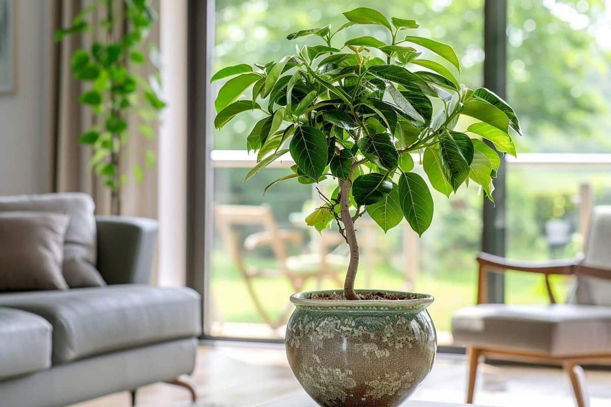 Grand ficus en cours de rempotage près d’une fenêtre lumineuse