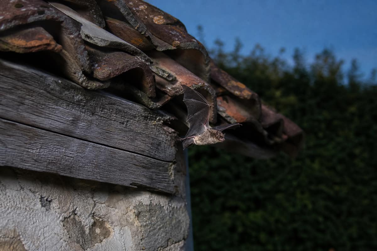Petite chauve-souris sortant d’une fente sous une toiture au crépuscule