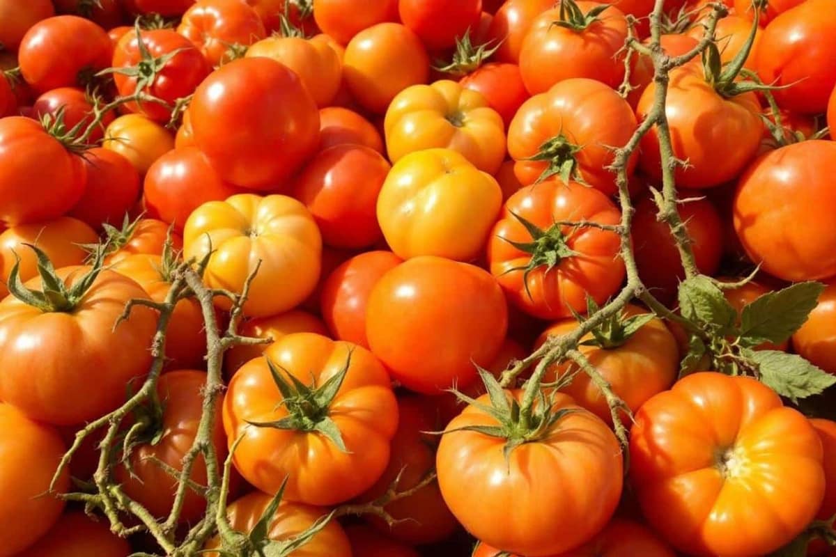 Plants de tomates colorées tuteurés dans un potager français en début d’automne