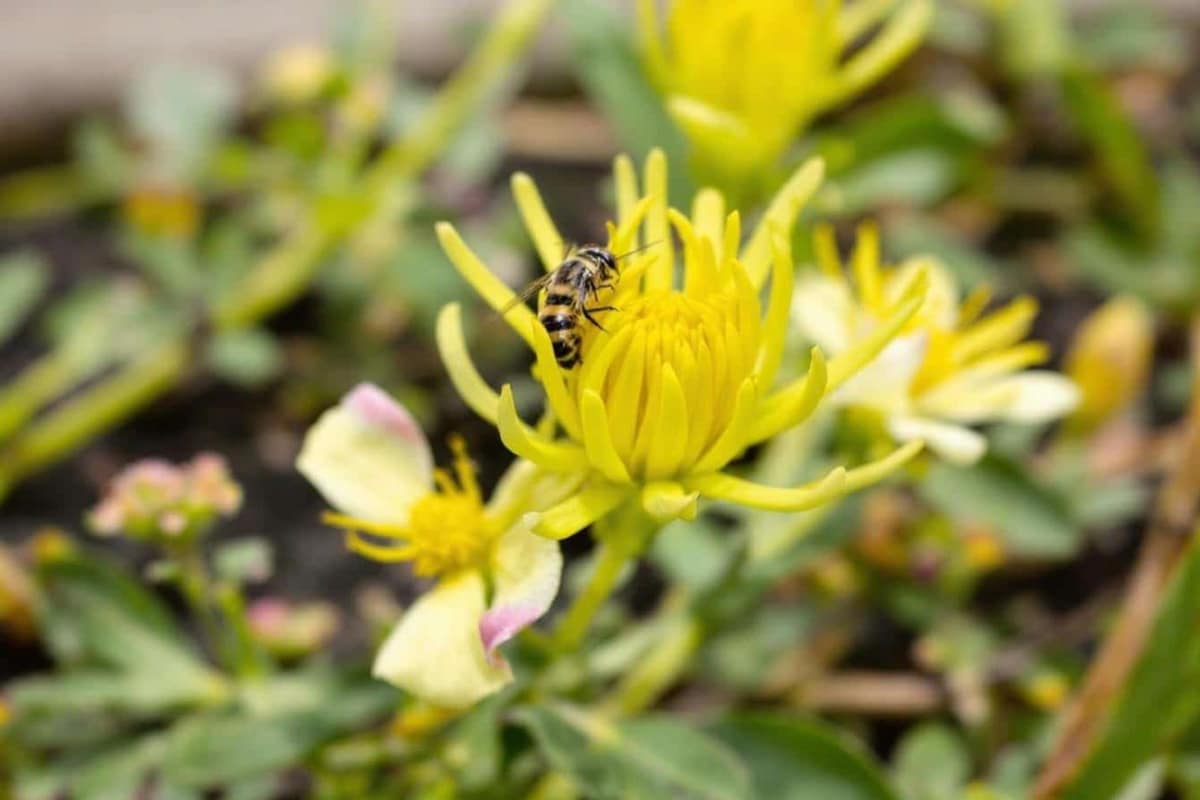Frelon asiatique sur une poire abîmée tombée dans un jardin