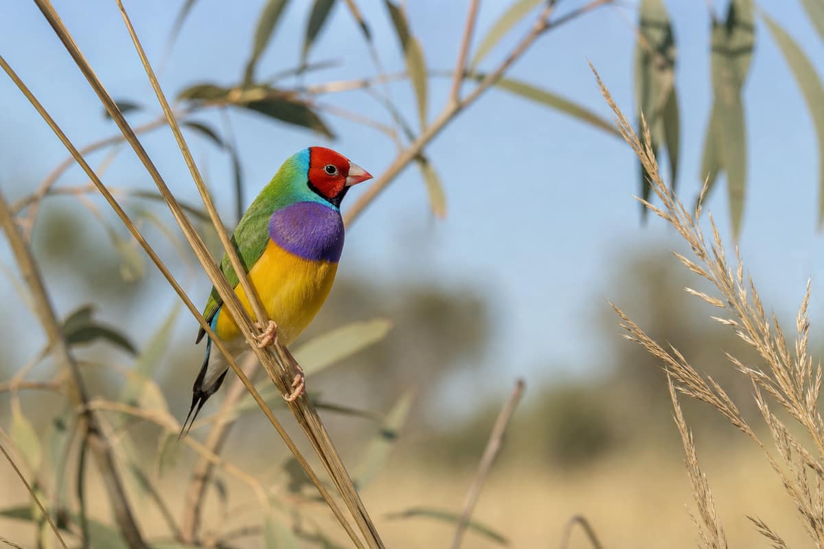 Diamant de Gould à tête rouge posé sur une graminée sèche