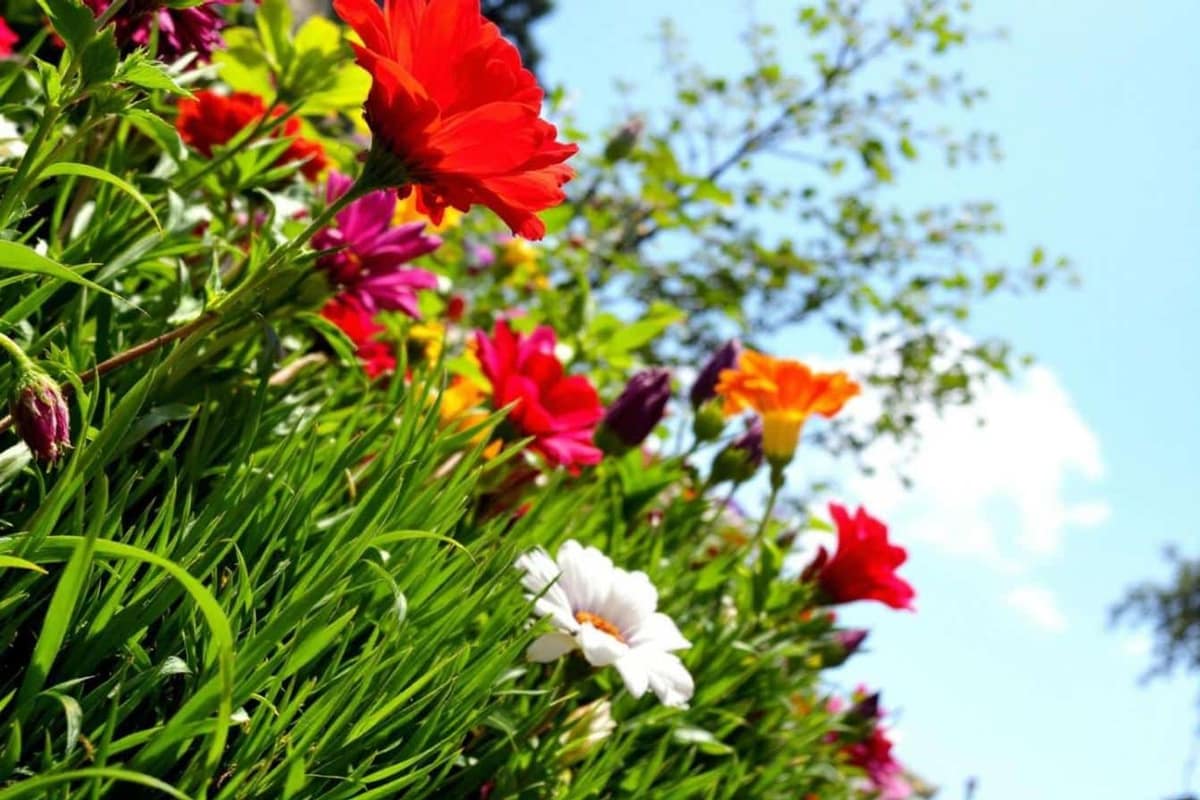 Jardin avec pelouse tondue près d’une terrasse et zone de prairie haute
