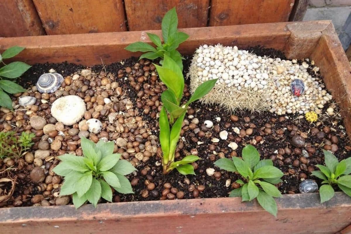 Compost, purin d’ortie et cendres préparés près de jeunes plants de tomates