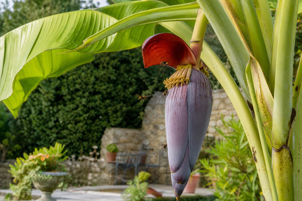 Fleur pendante de bananier fréquentée par des frelons dans un jardin français