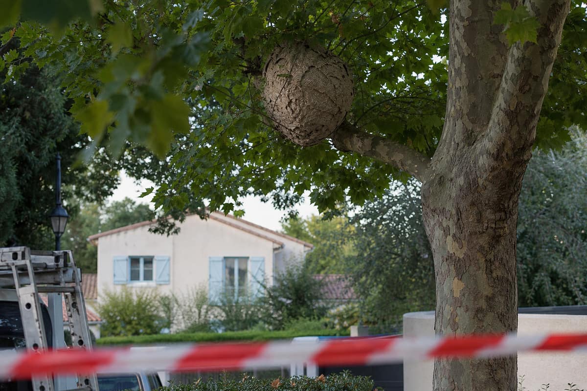 Nid de frelons asiatiques dans un arbre près d’un jardin résidentiel