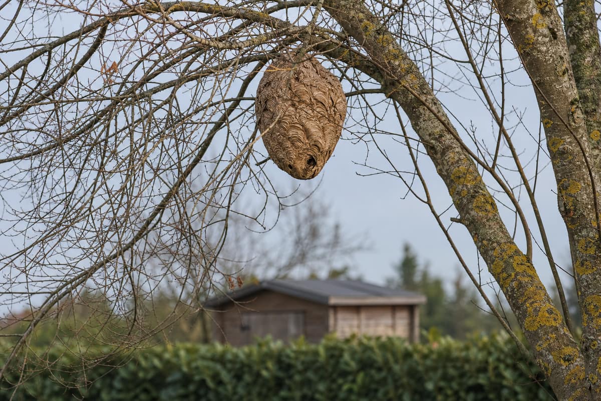 Grand nid ovale de frelons asiatiques dans un arbre sans feuilles