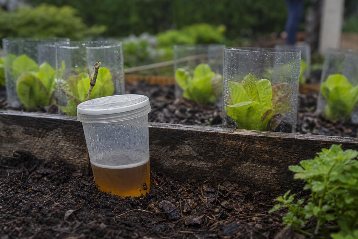 Petit piège à bière couvert près de jeunes salades dans un potager