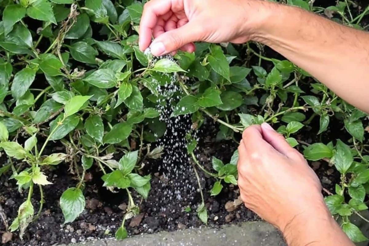 Poudre de terre de diatomée et applicateur près d’une plinthe intérieure
