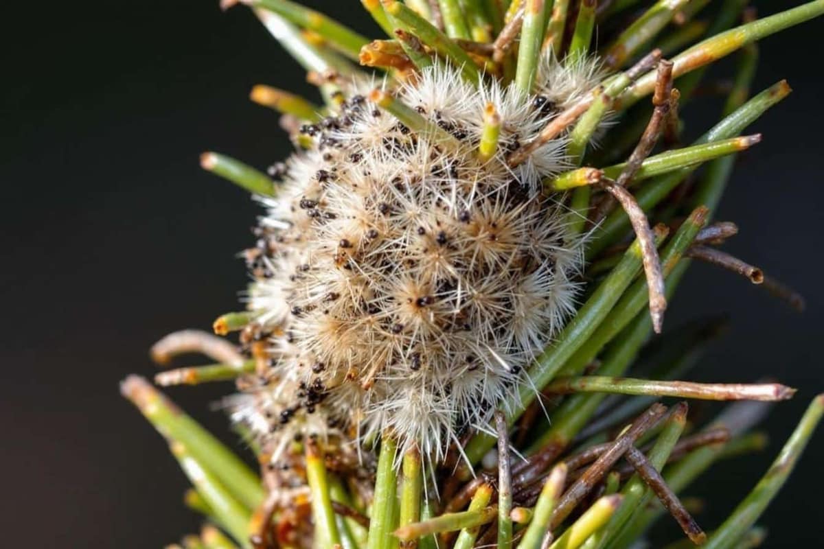 Nid soyeux de chenilles processionnaires sur un pin dans un jardin français