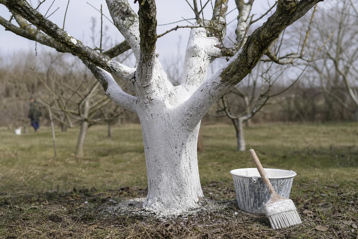 Tronc de pommier chaulé dans un verger familial en hiver