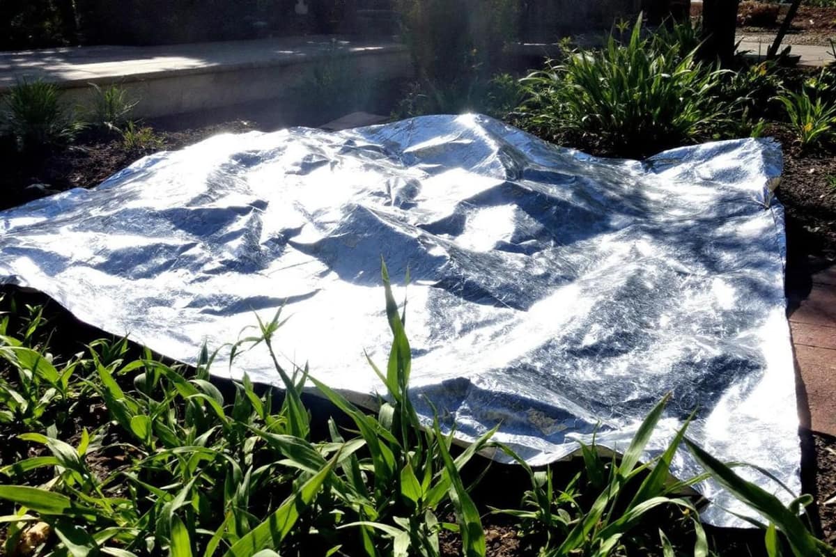 Taupinières fraîches sur une pelouse près d’un potager protégé par grillage