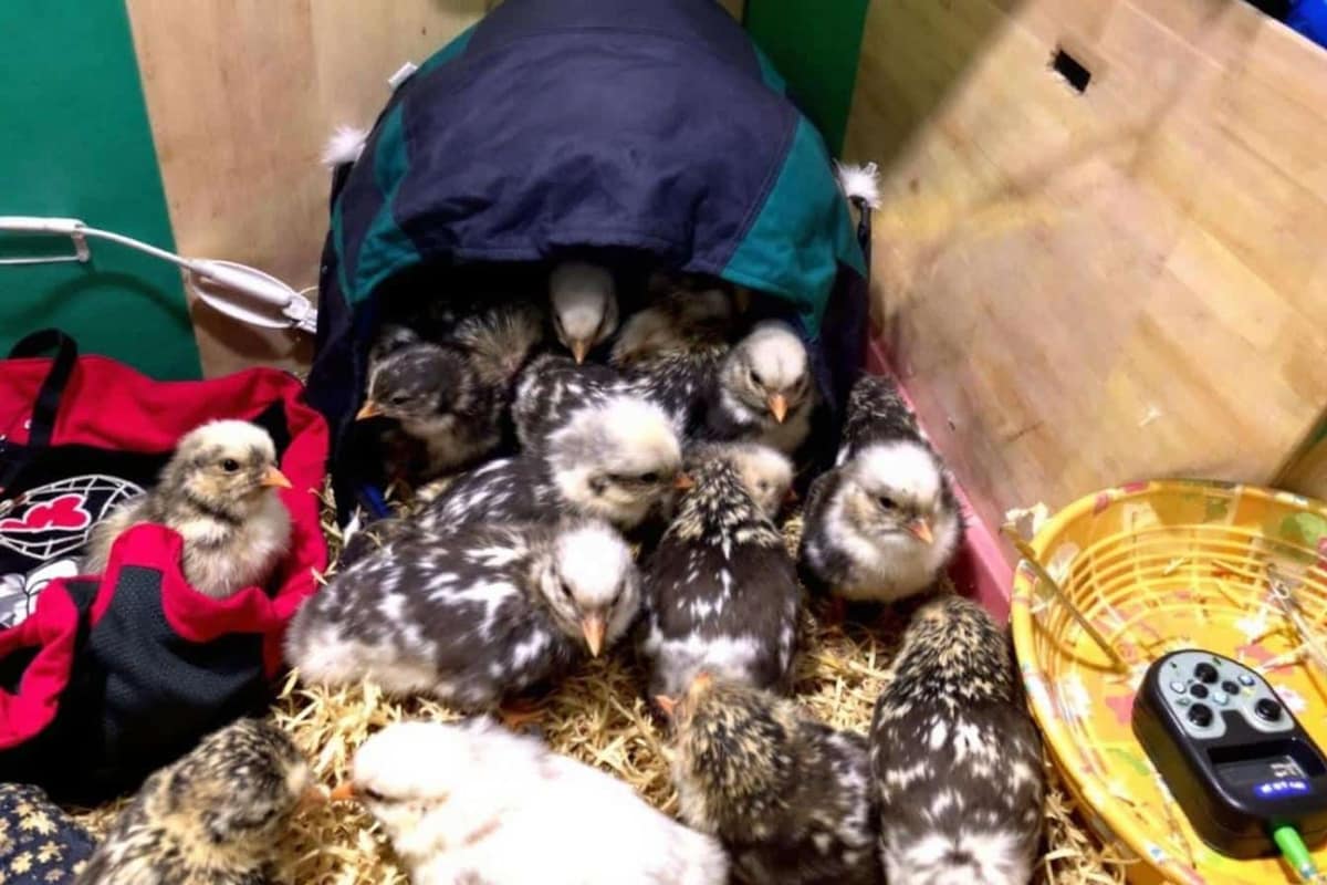 Petit poulailler en bois avec enclos grillagé sécurisé dans un jardin français