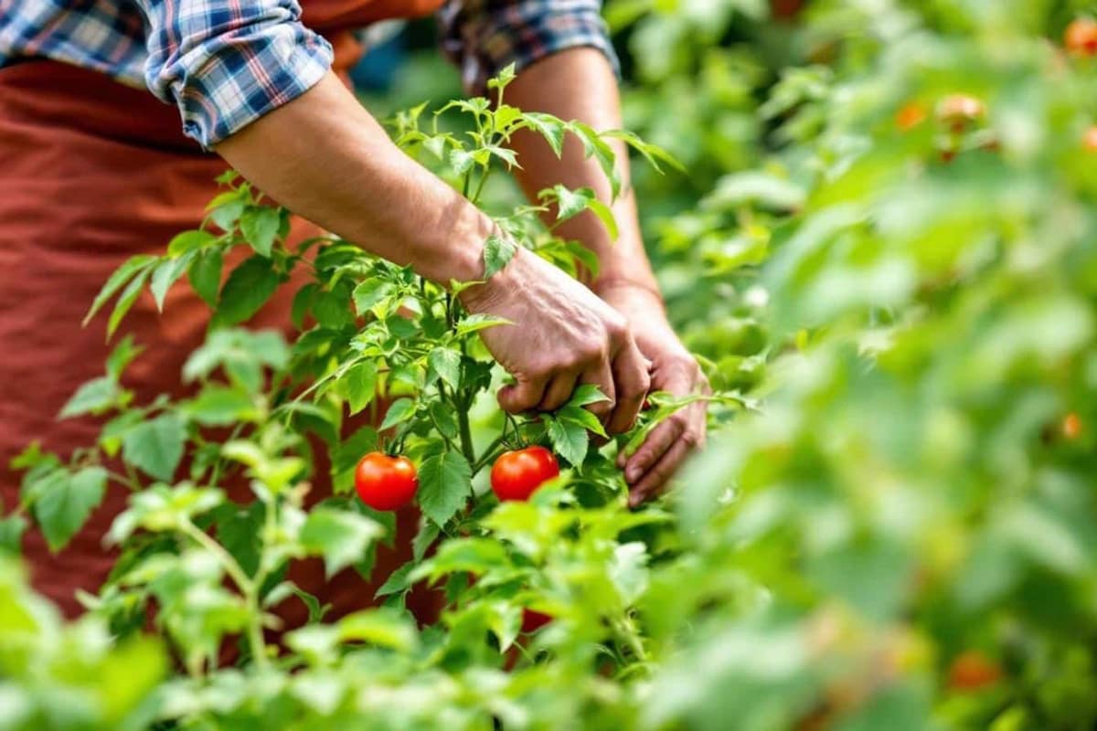 Gourmand de tomate visible entre tige principale et feuille sur plant tuteuré