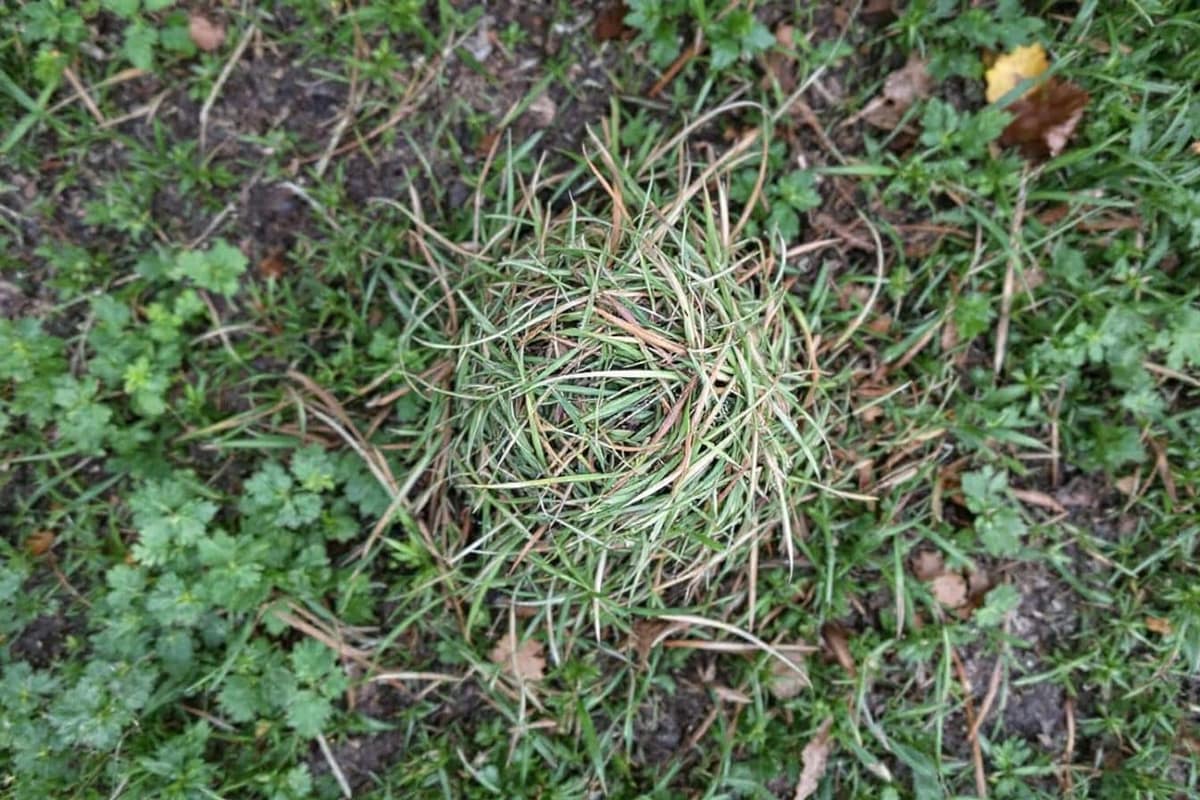 Composteur en bois rempli d’herbe tondue, feuilles sèches et broyat