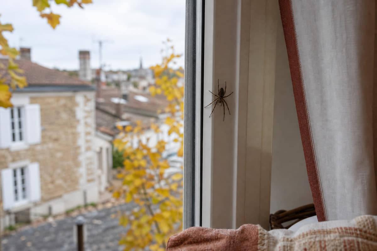 Araignée sur le rebord d'une fenêtre dans une maison en automne