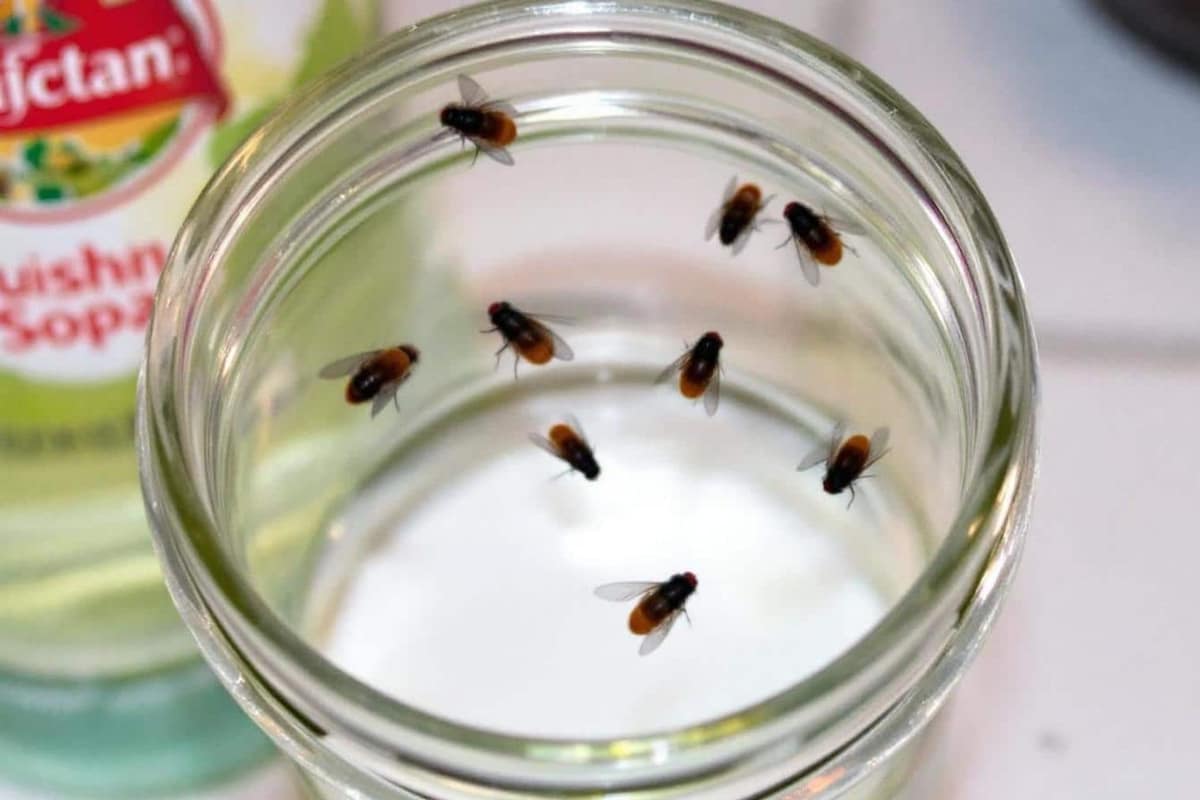 Verre de vinaigre de cidre posé près d’une corbeille de fruits